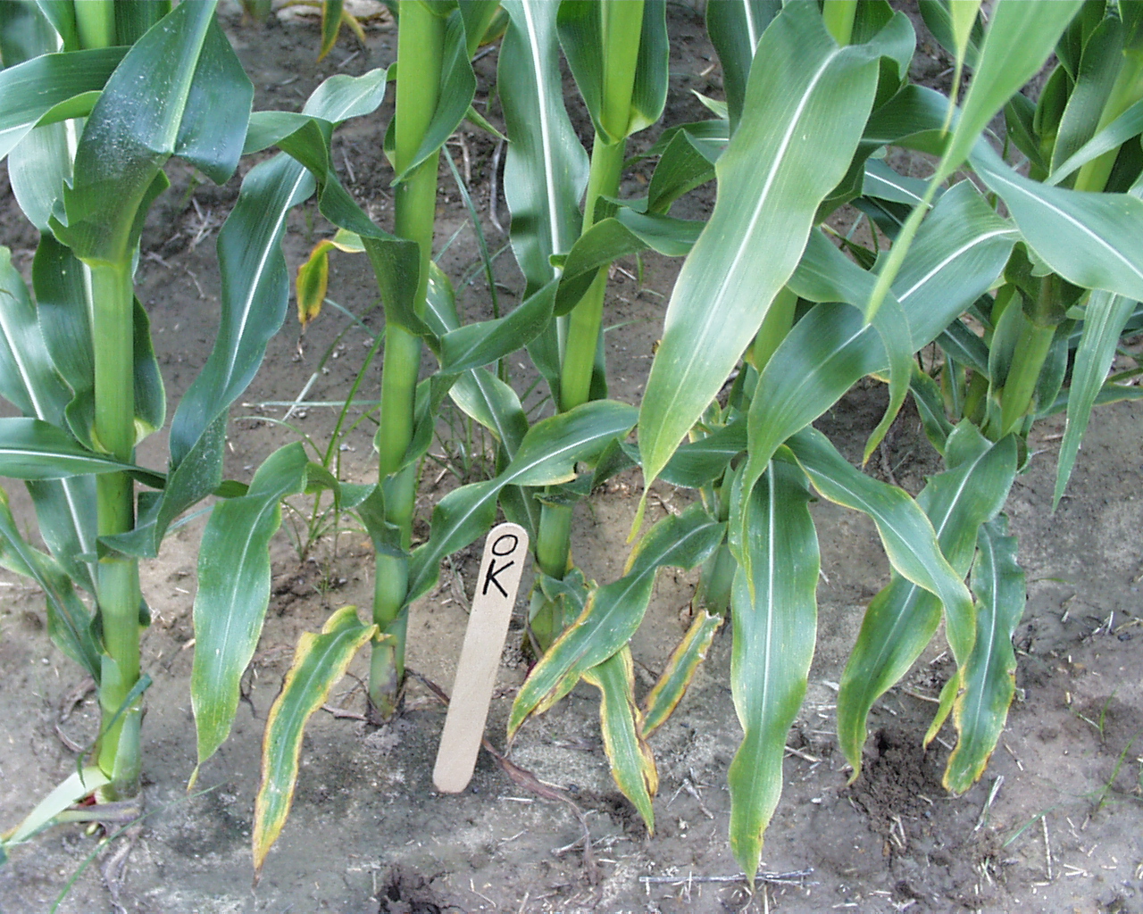 potassium deficiency Figure 1jpg